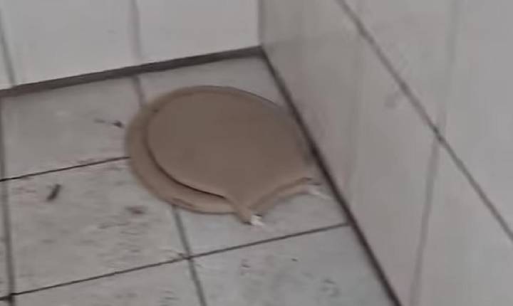 Galeria de Imagem