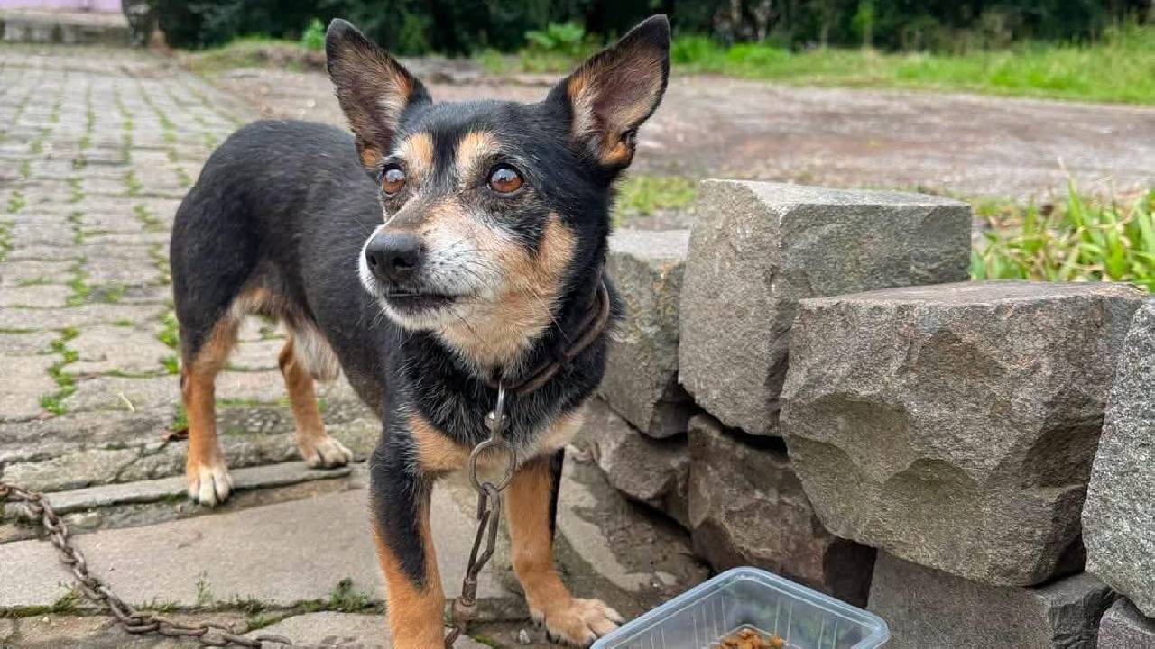 Cão preso em matagal é resgatado no bairro Santa Marta em Bento