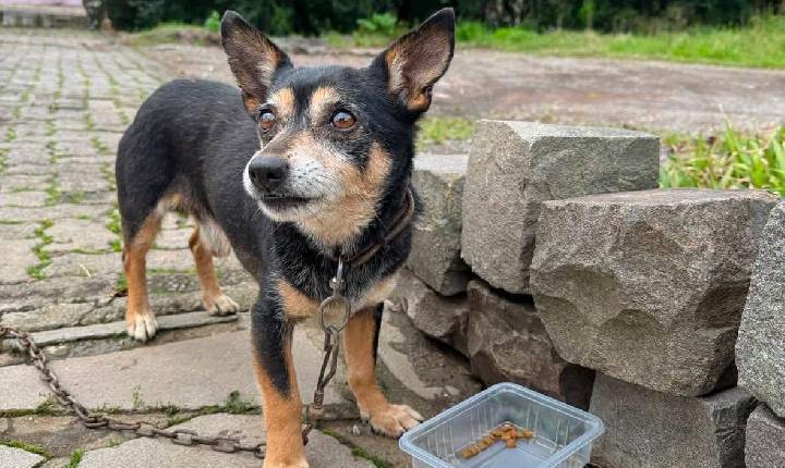 Cão preso em matagal é resgatado no bairro Santa Marta em Bento