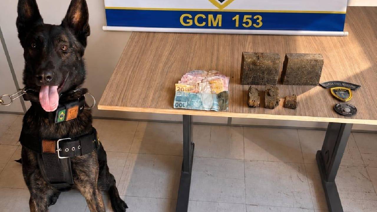 Cão Viper ajuda GCM a apreender drogas e suspeitos em Bento