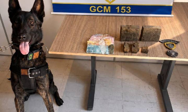 Cão Viper ajuda GCM a apreender drogas e suspeitos em Bento