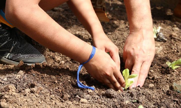 Entidades pedem apoio de candidatos em defesa da agroecologia