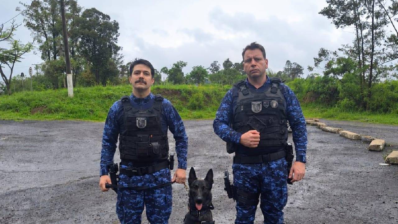 GCM de Bento conclui curso de capacitação em condução de cães policiais