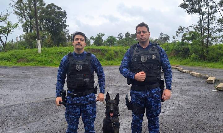 GCM de Bento conclui curso de capacitação em condução de cães policiais