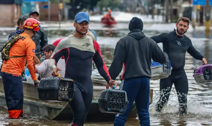 Lei cria Política de Acolhimento para animais resgatados em desastres