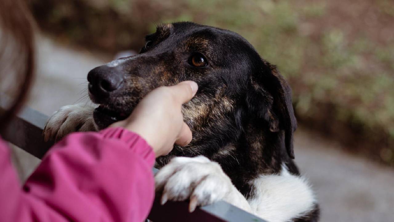 Nova sede de bem-estar animal é inaugurada em Bento