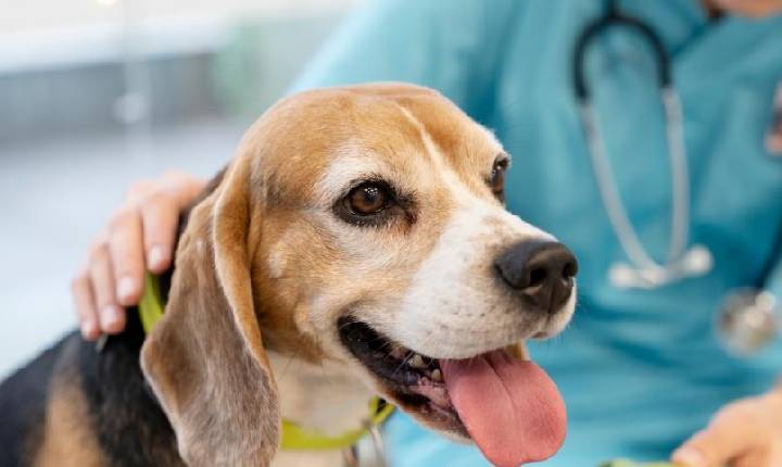 Outubro Rosa Pet: atenção aos sinais pode fazer a diferença no diagnóstico do câncer de mama em cadelas e gatas