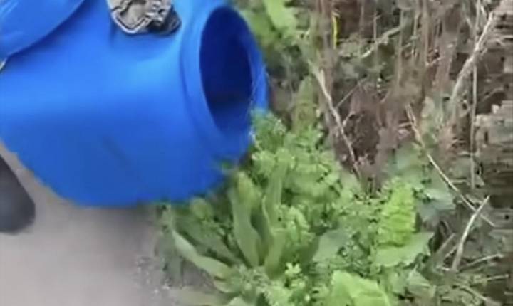 Porco-espinho é resgatado em área urbana de Bento
