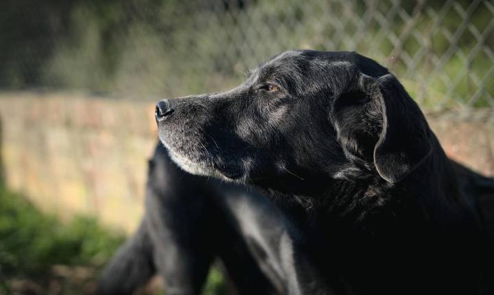 Prefeitura falha em critérios e Bento perde repasses para proteção animal