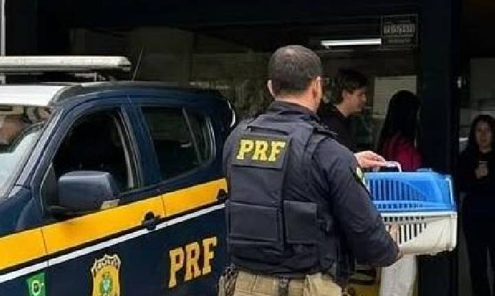 PRF mobiliza socorro para salvar gato atropelado em Bento
