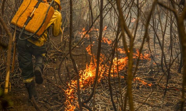Projeto cria figura do “boi bombeiro” na prevenção de incêndios no Pantanal