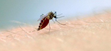 obitos-por-dengue-no-rio-grande-do-sul-se-concentram-na-populacao-idosa