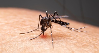Brasil ultrapassa marca de 500 mil casos de dengue em 2024