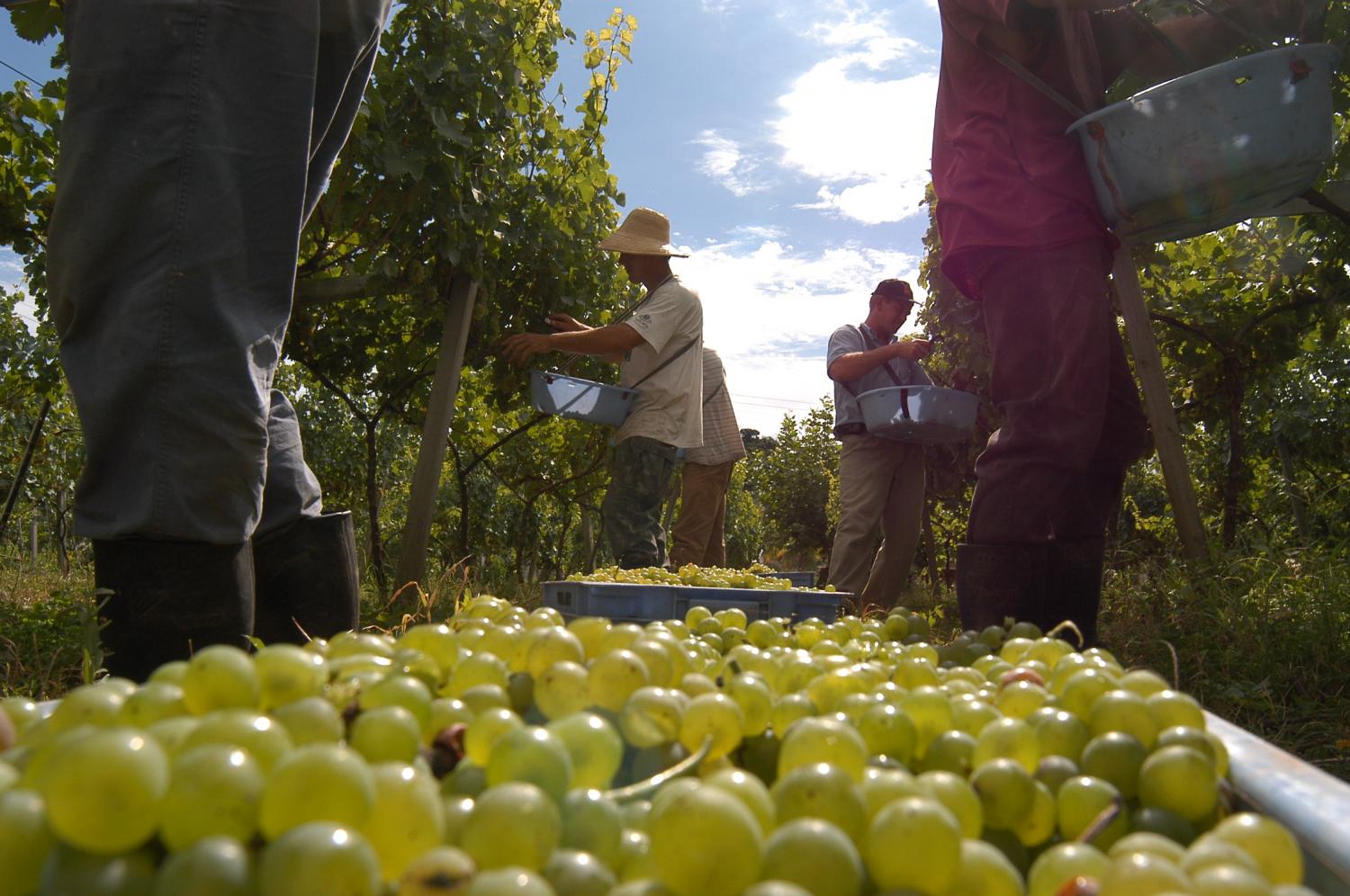 Estação da Vindima abre nesta sexta-feira, em Bento Gonçalves