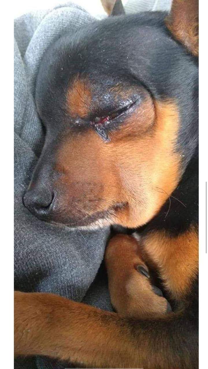 Cachorro é picado por cobra ao tentar proteger donos em Cidreira