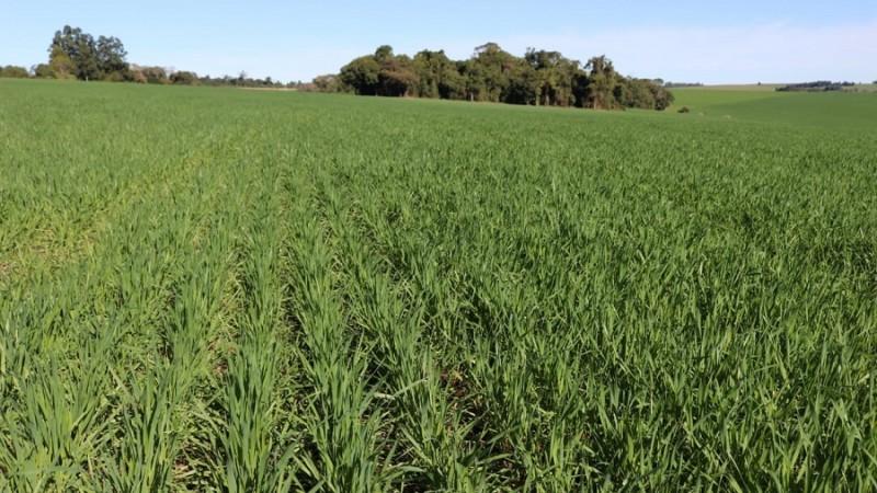 Com mais de 96% da área semeada, plantio do trigo se aproxima do final no Rio Grande do Sul