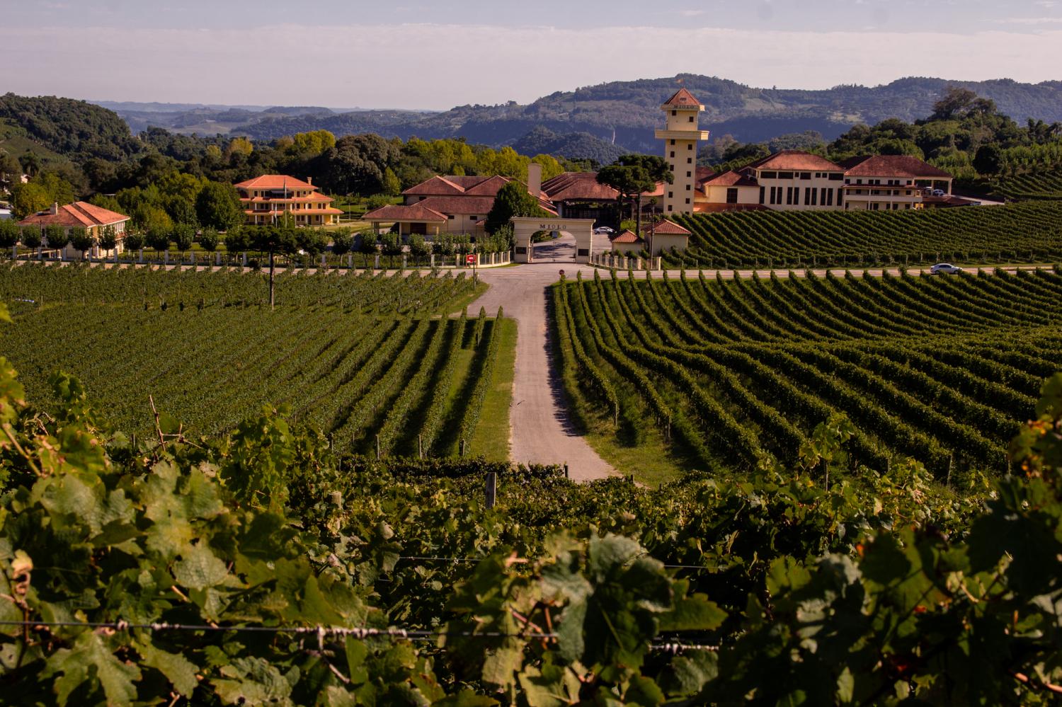Miolo, a experiência do vinho muito além da taça