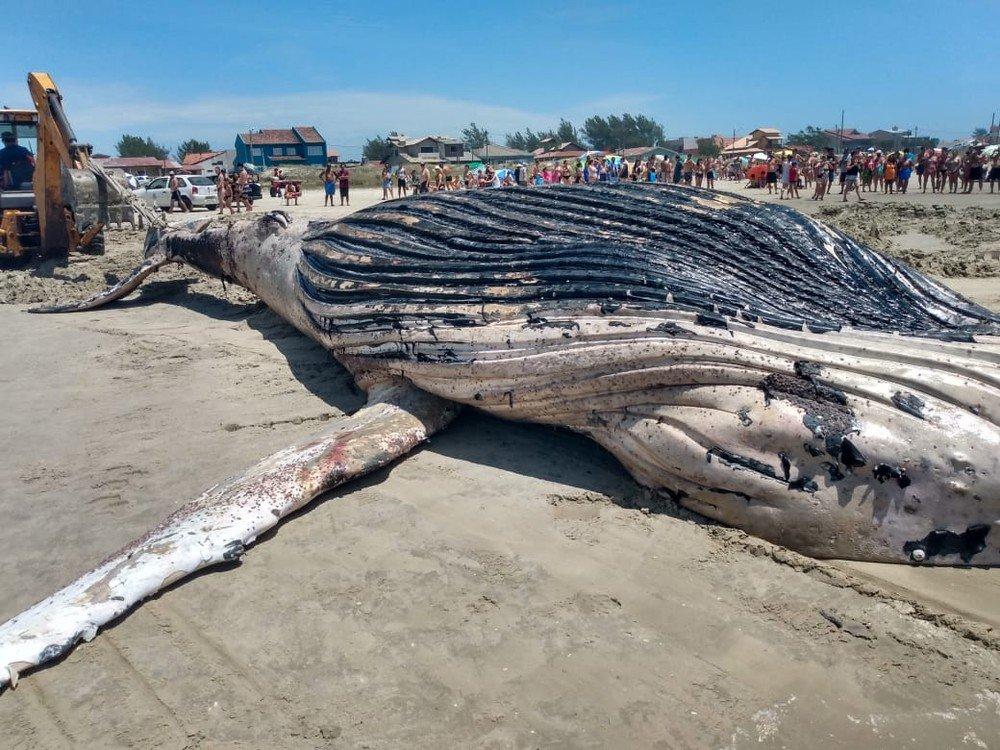 Baleia de 11 metros é encontrada morta em Tramandaí