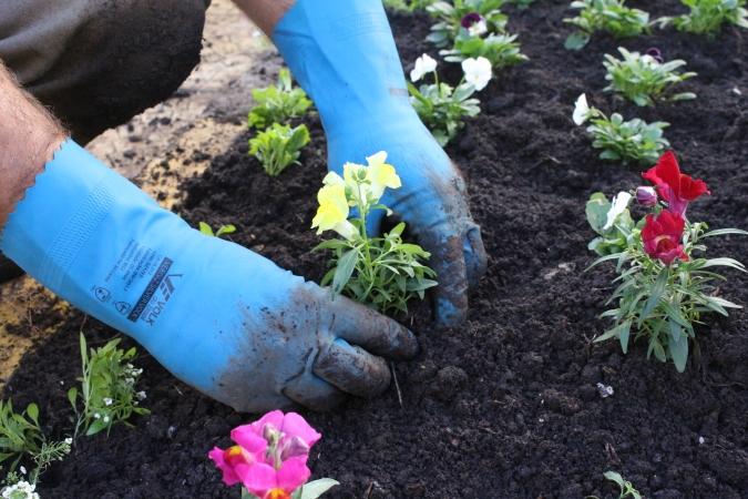 Bento investe no plantio de mais de 47 mil mudas de flores e 850 árvores