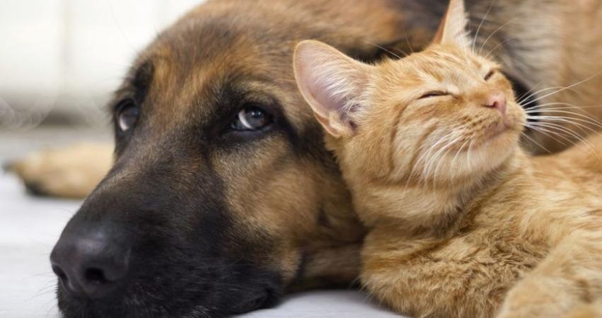 Bento abre período de inscrições para castrações de cães e gatos