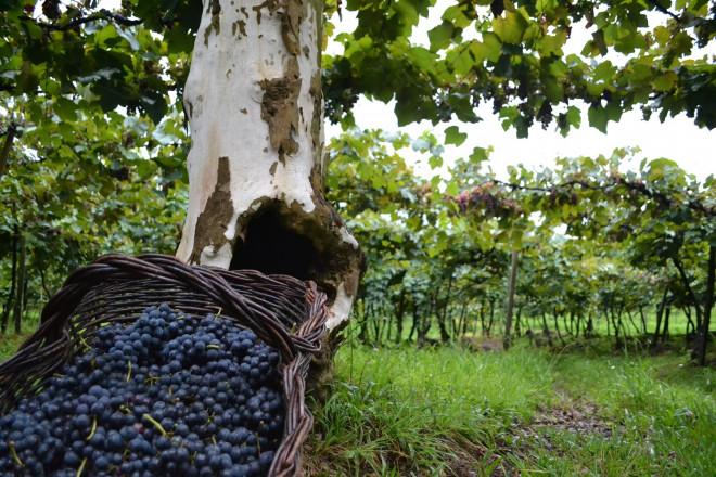 Garibaldi realiza o Veraneio da Vindima