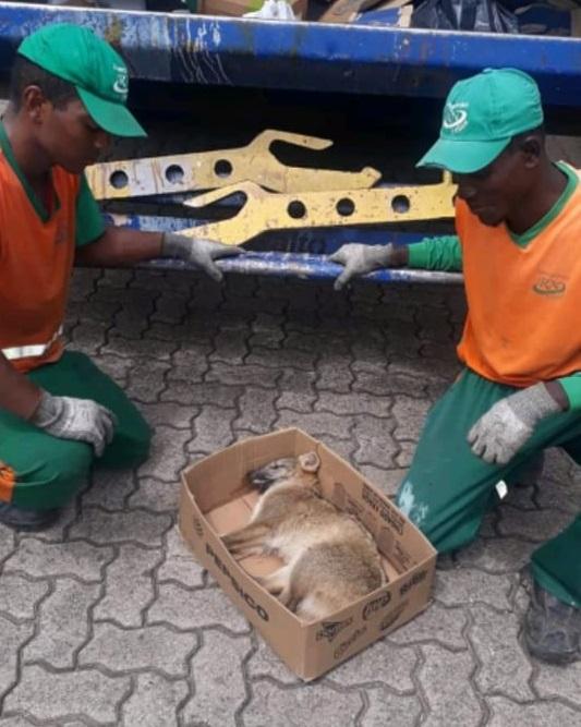 Garis da RN Freitas salvam animal atropelado em Bento