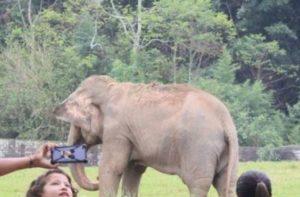 Único elefante do Zoo de Sapucaia morre