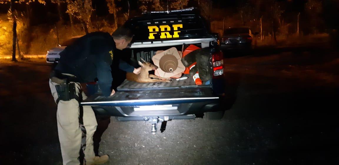Veado é resgatado pela PRF na BR-470, em Bento