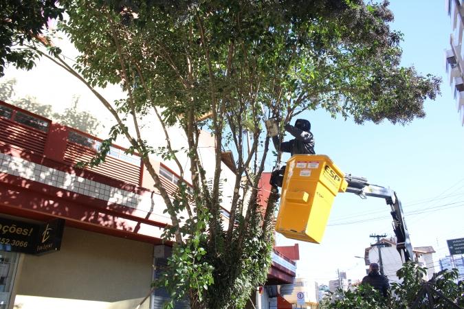Secretaria de Meio Ambiente realiza 150 serviços dentro do projeto Poda Legal em Bento
