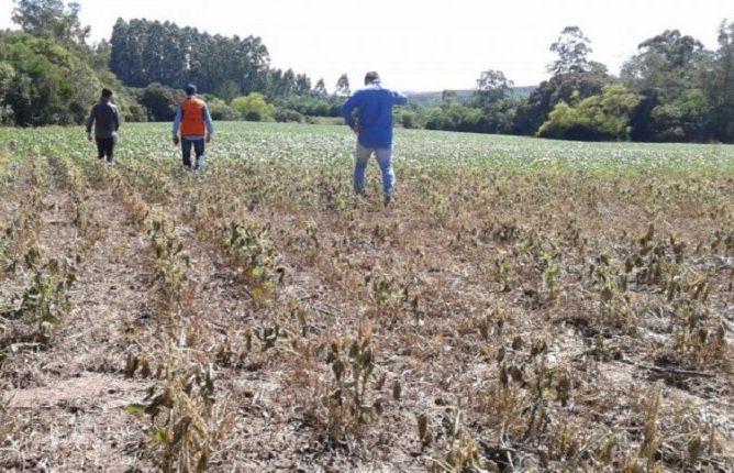 Mais de 70 municípios gaúchos decretam situação de emergência por causa da estiagem