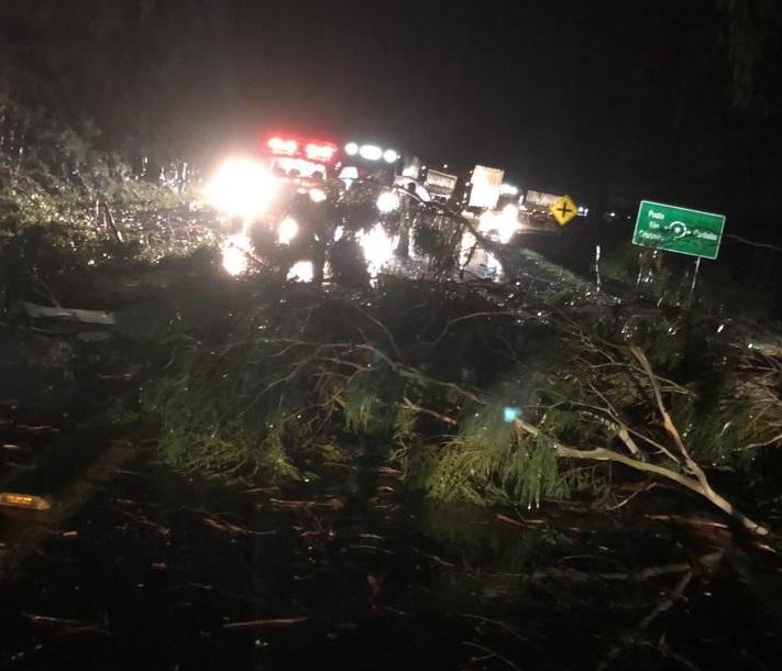 Queda de árvores são registradas na RSC-453 em Garibaldi