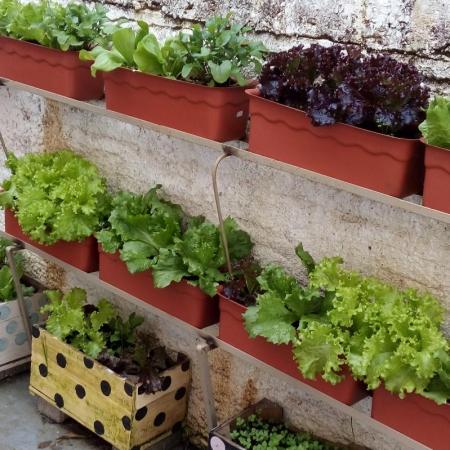 Projeto Olhar Atento abrange 34 instituições de Bento com plantio em hortas escolares