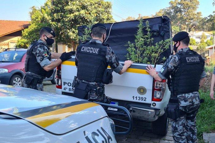 BM de Caxias apreende pés de maconha cultivados dentro de estufa em apartamento