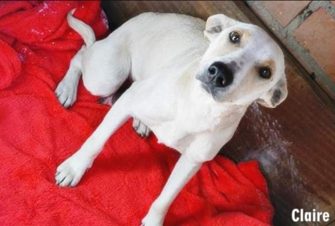Evento para adoção de animais será realizado no próximo sábado em Bento