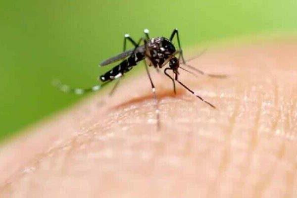 Número de gaúchos mortos pela dengue desde janeiro já supera a estatística de todo o ano passado