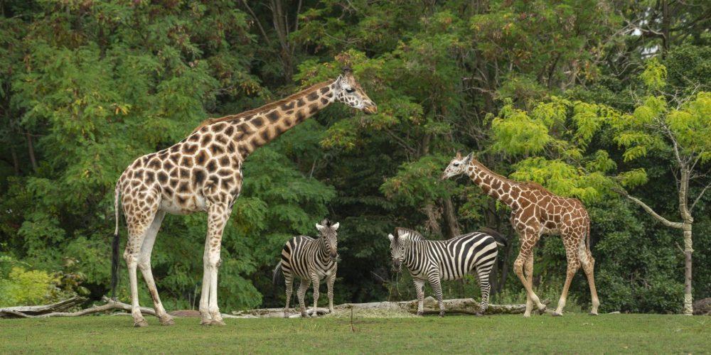 Projeto propõe o fim dos zoológicos no Rio Grande do Sul