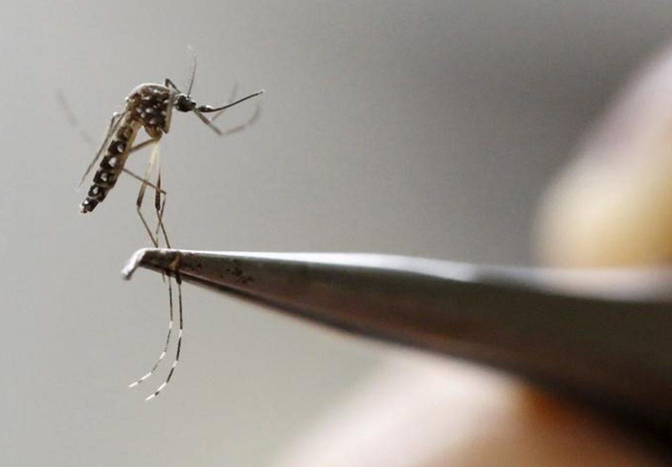 Sobe para 65 número de mortes por dengue no Rio Grande do Sul em 2022