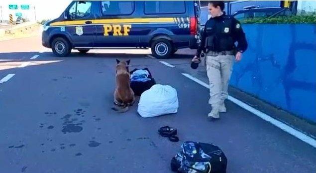 Com auxílio de cão farejador, Polícia Rodoviária Federal prende criminoso armado em ônibus no Litoral Norte