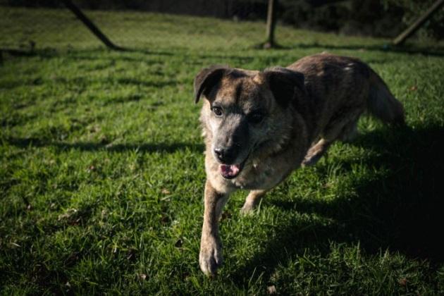 Espaço Bento Pet conta com 16 animais para adoção