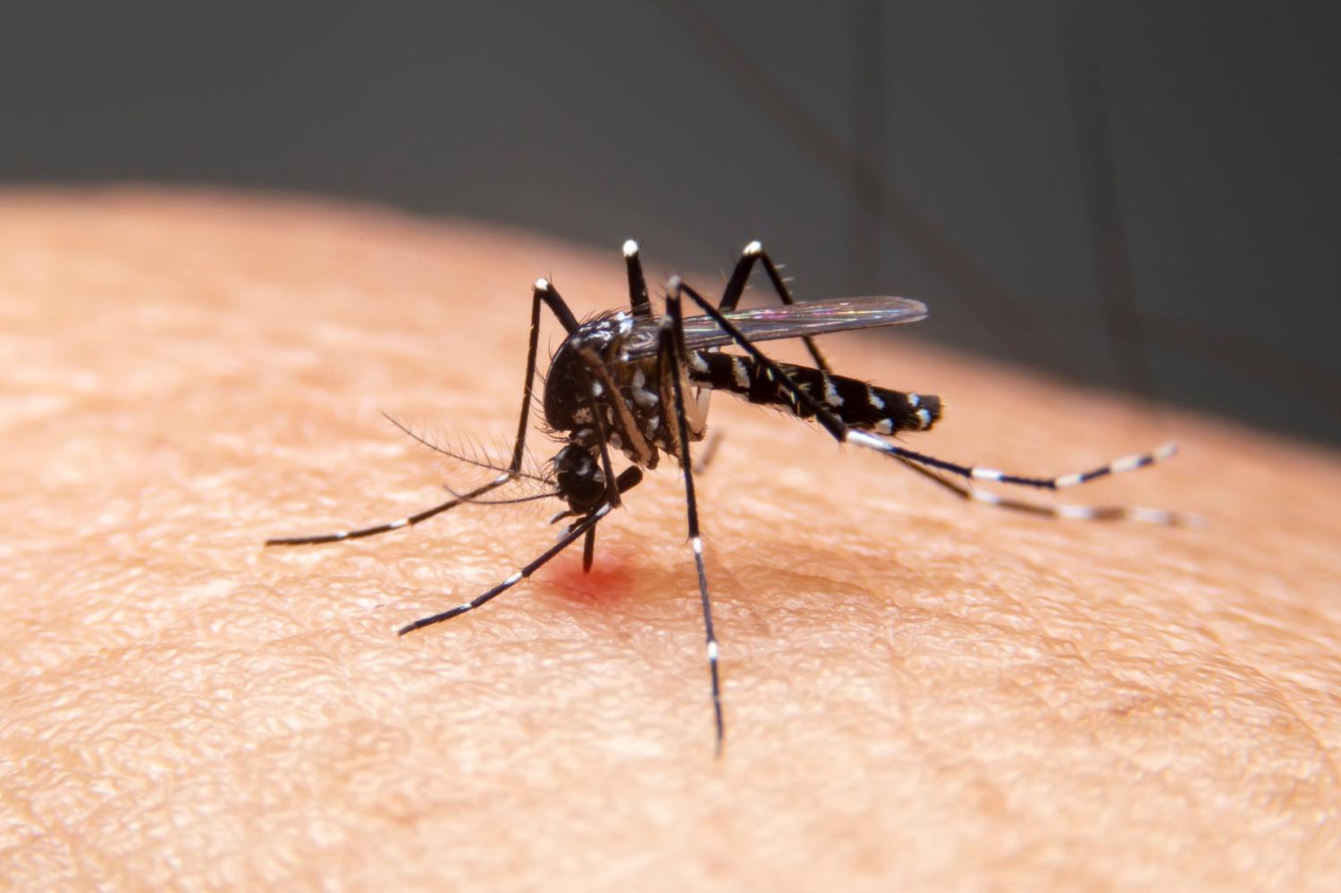 Brasil ultrapassa marca de 500 mil casos de dengue em 2024