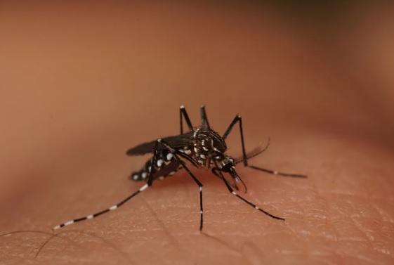 RS registra sétimo óbito por dengue em 2024