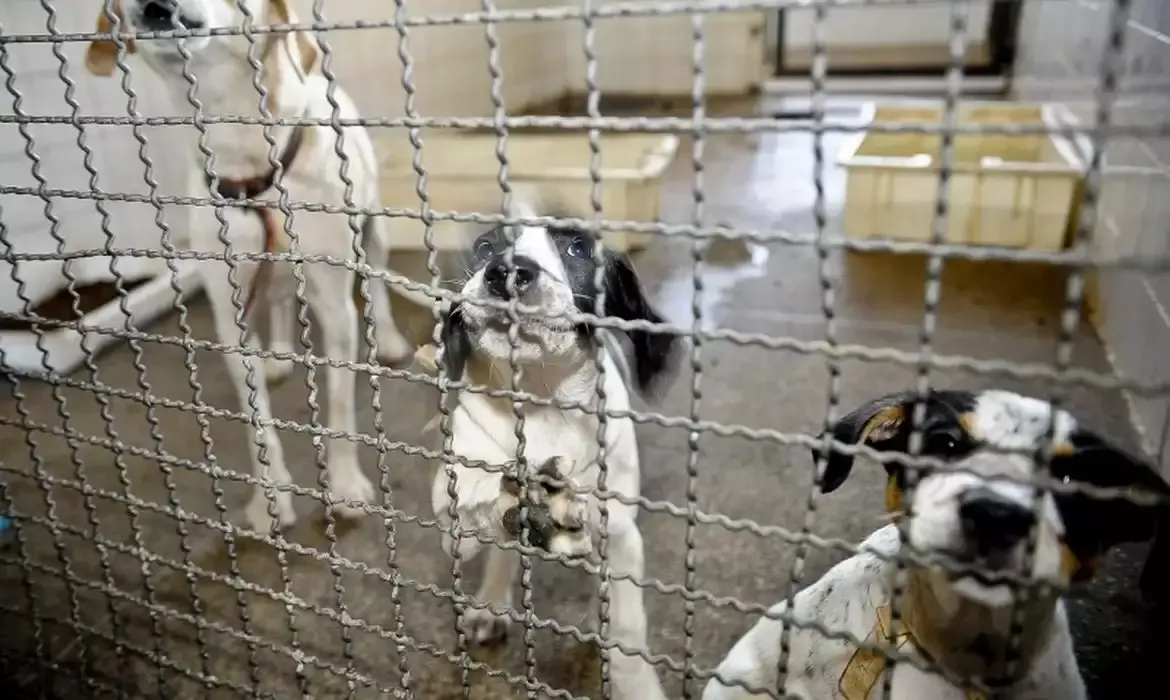 Câmara dos Deputados aprova a proibição do uso de animais em testes de cosméticos