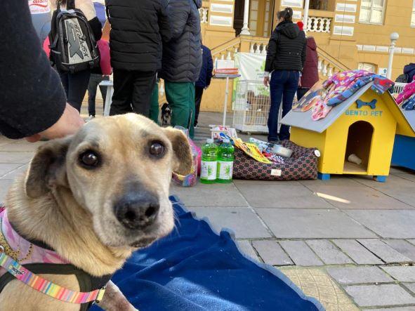 Feira de adoção de animais será realizada no dia 23 na Via del Vino