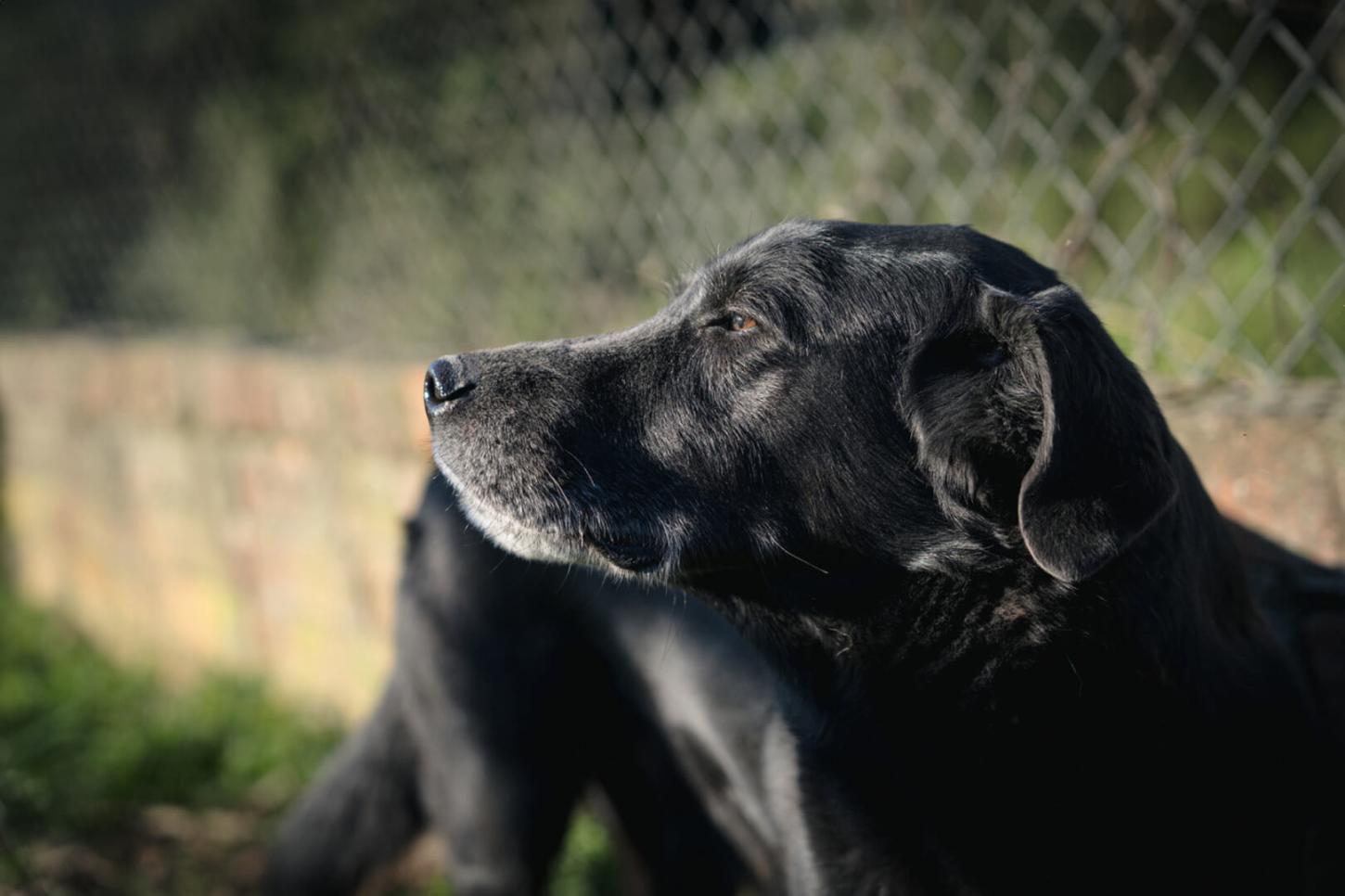 Prefeitura falha em critérios e Bento perde repasses para proteção animal