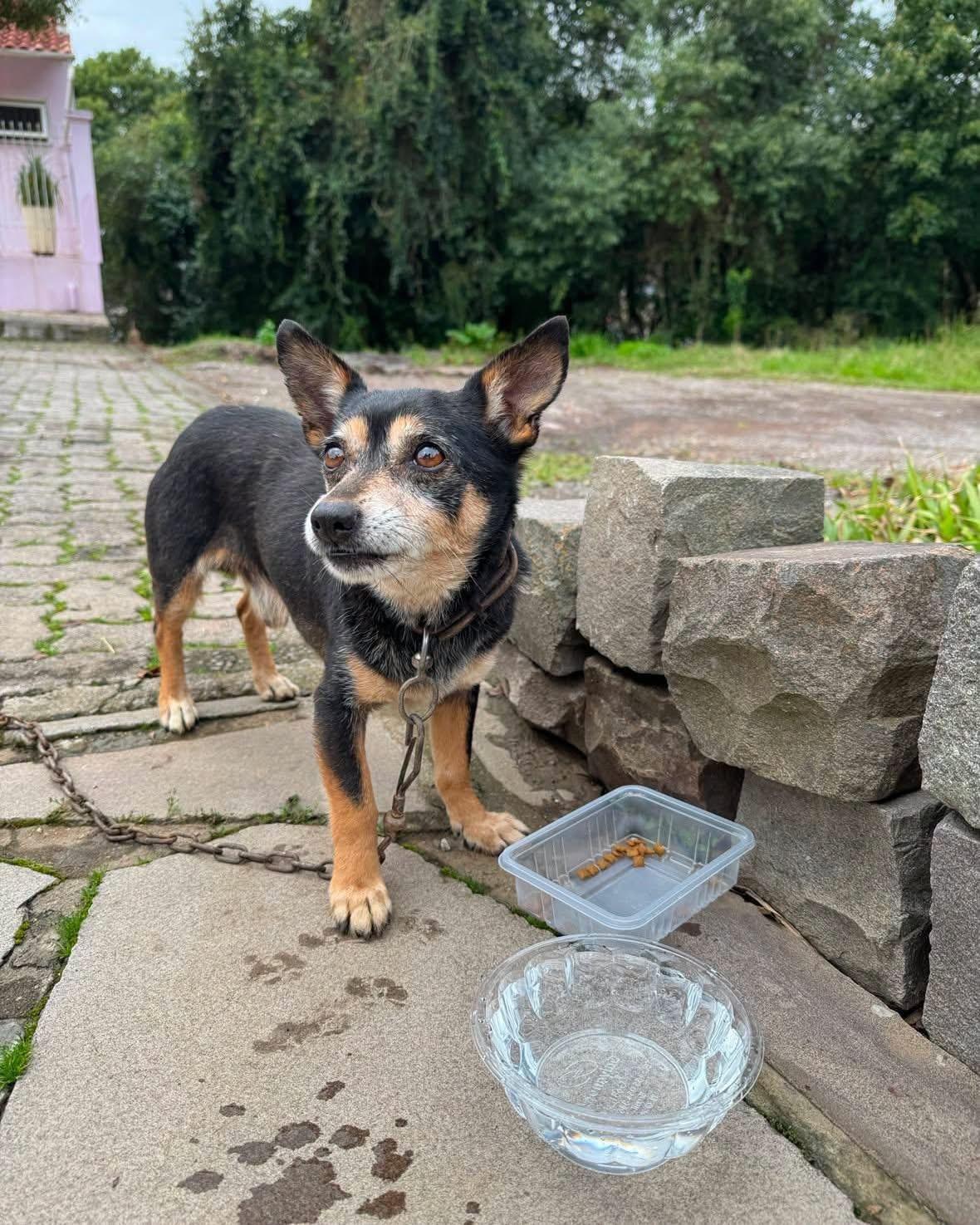 Cão preso em matagal é resgatado no bairro Santa Marta em Bento