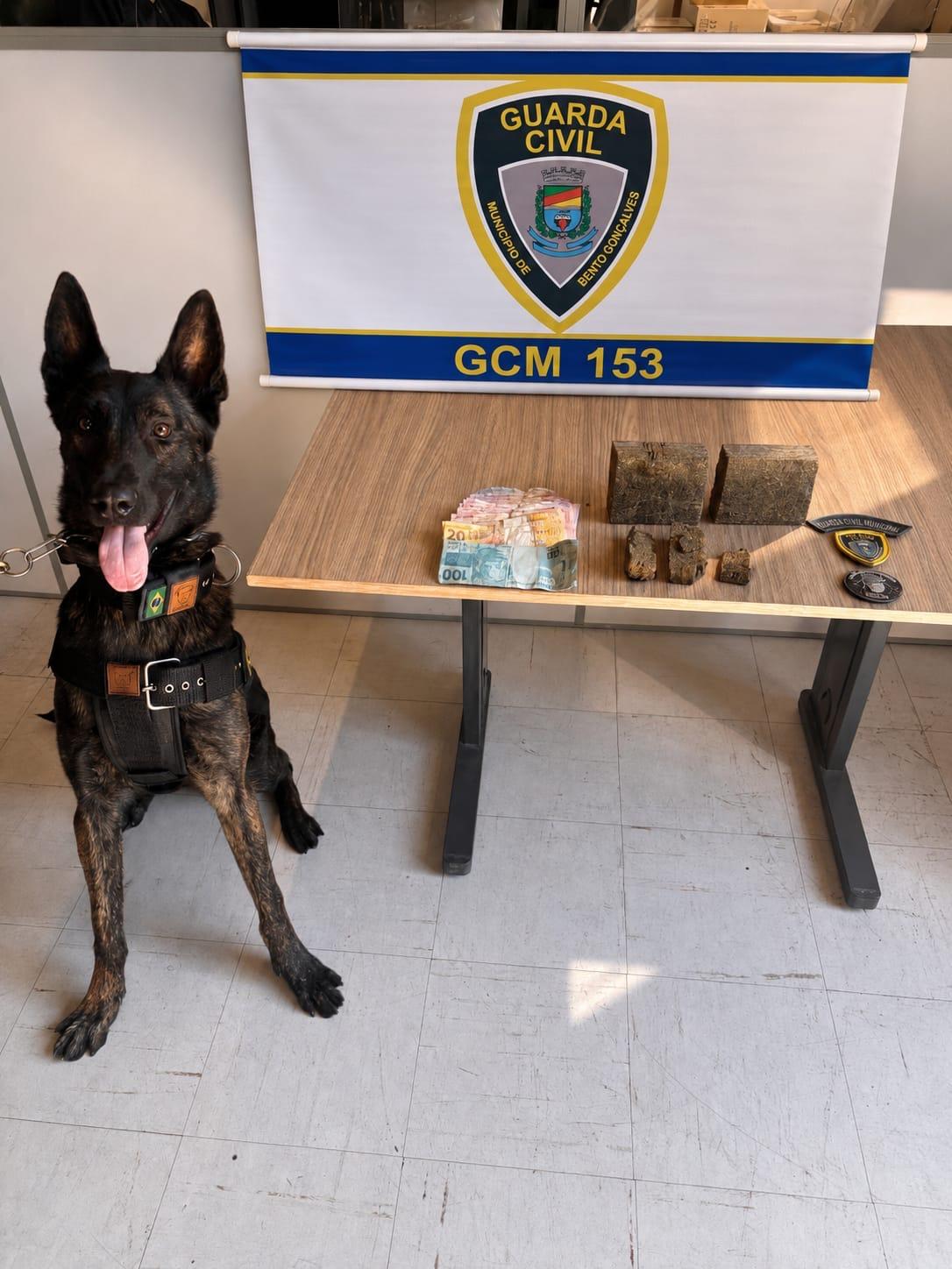 Cão Viper ajuda GCM a apreender drogas e suspeitos em Bento