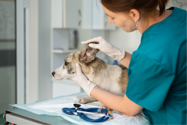 Medicina Veterinária amplia atuação e ganha importância na saúde animal e humana