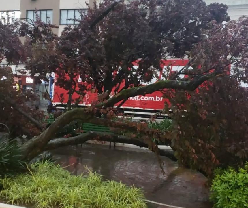 Queda de árvore bloqueia trecho da Via del Vino no Centro de Bento