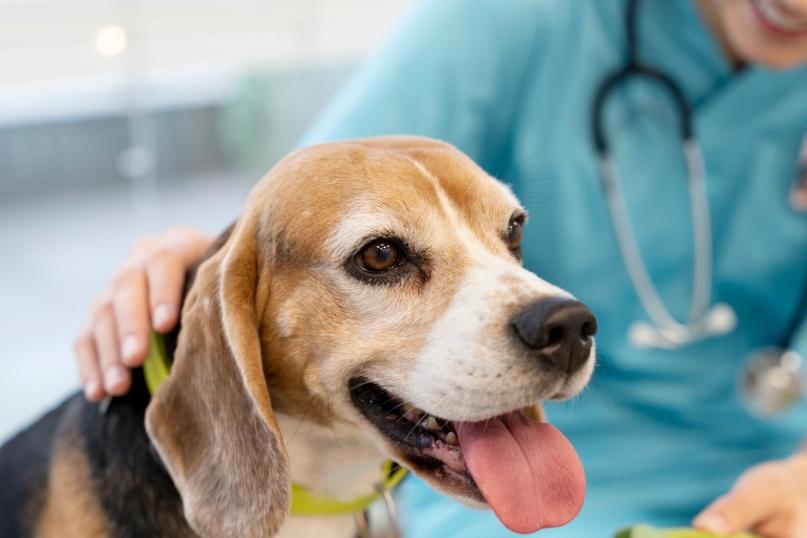 Outubro Rosa Pet: atenção aos sinais pode fazer a diferença no diagnóstico do câncer de mama em cadelas e gatas