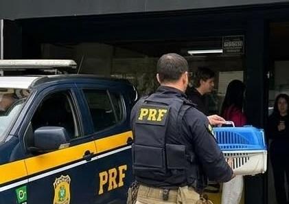 PRF mobiliza socorro para salvar gato atropelado em Bento